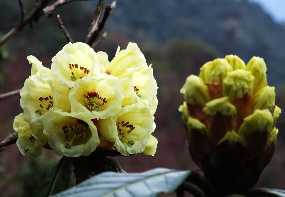 恋爱风水爱恋桃花朵朵开 教你如何抓牢桃花运