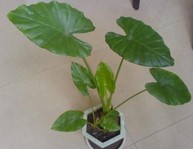 开光吉祥物使用及注意常识